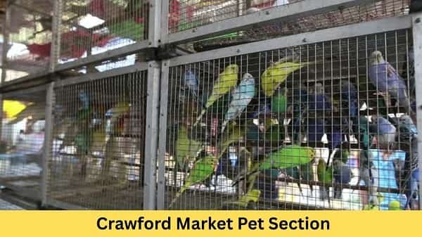 Top 5 Pet Market in Mumbai