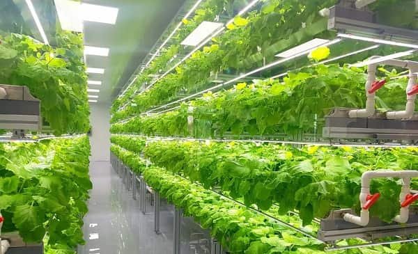 Vertical Farming Business
